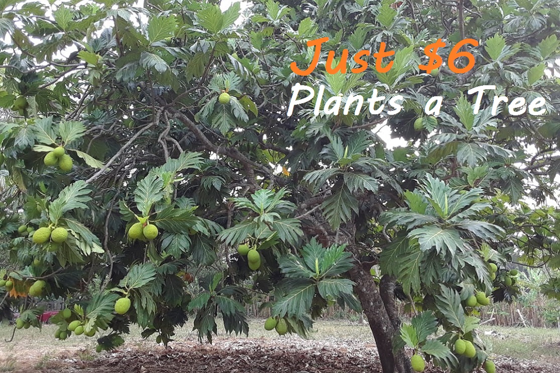 Breadfruit Tree